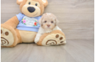 Poodle Pup Being Cute