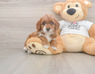 7 week old Poodle Puppy For Sale - Windy City Pups