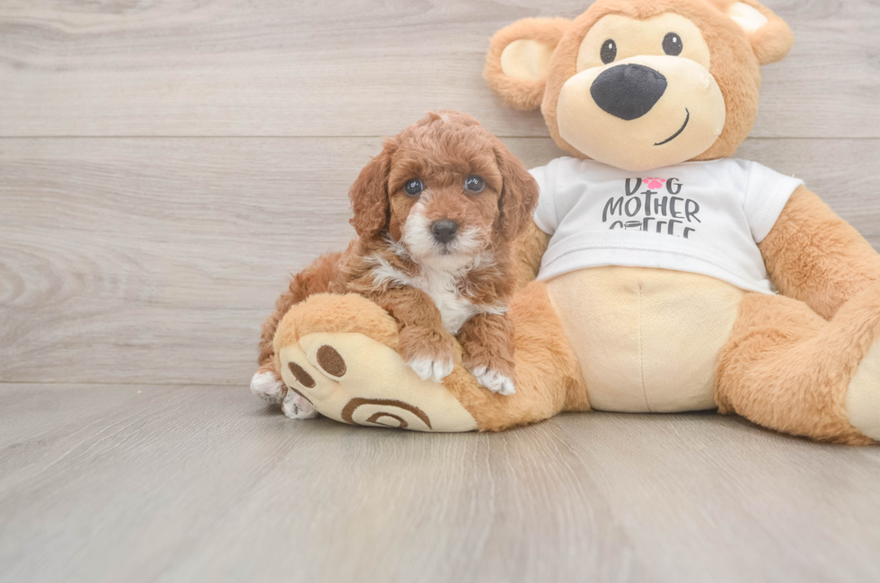 5 week old Poodle Puppy For Sale - Windy City Pups