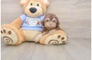 Best Poodle Baby