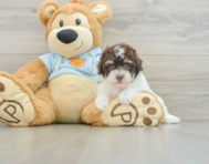 8 week old Poodle Puppy For Sale - Windy City Pups