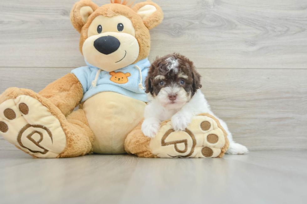 8 week old Poodle Puppy For Sale - Windy City Pups