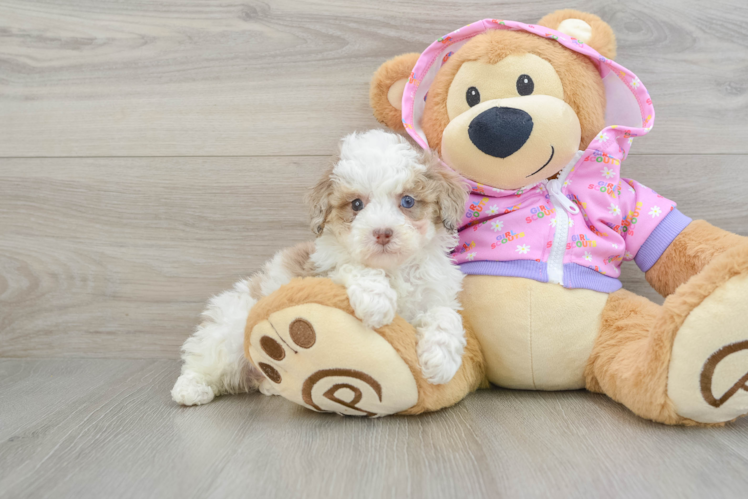 Poodle Pup Being Cute