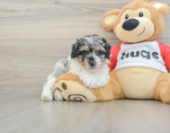 7 week old Poodle Puppy For Sale - Windy City Pups