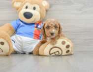 7 week old Poodle Puppy For Sale - Windy City Pups