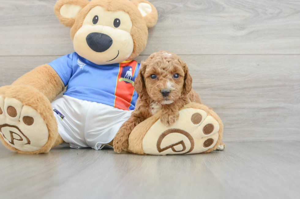 5 week old Poodle Puppy For Sale - Windy City Pups