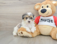 7 week old Poodle Puppy For Sale - Windy City Pups