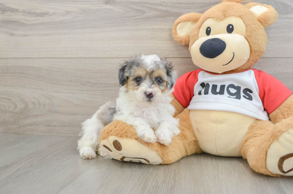 6 week old Poodle Puppy For Sale - Windy City Pups
