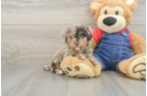 Akc Registered Poodle Purebred Pup