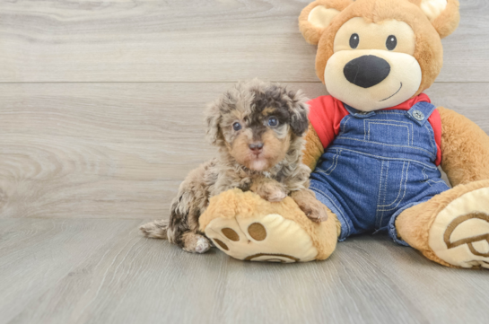 Akc Registered Poodle Purebred Pup