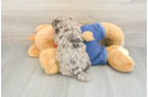 Sweet Caniche Purebred Puppy
