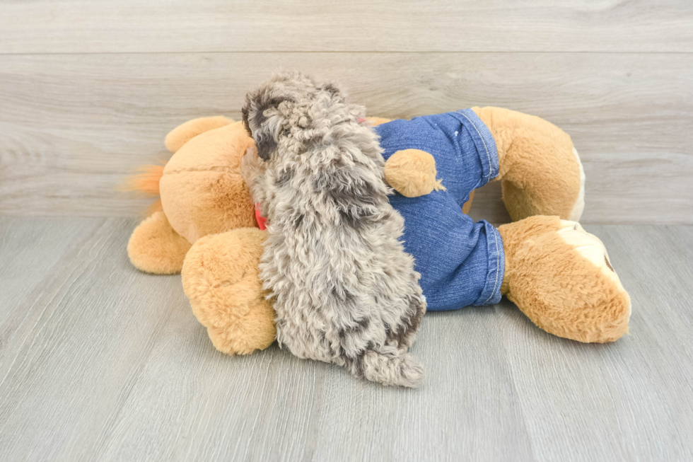 Sweet Caniche Purebred Puppy