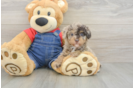 Poodle Puppy for Adoption