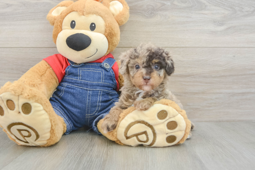 Poodle Puppy for Adoption