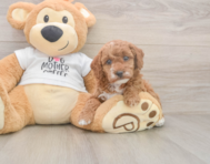 7 week old Poodle Puppy For Sale - Windy City Pups