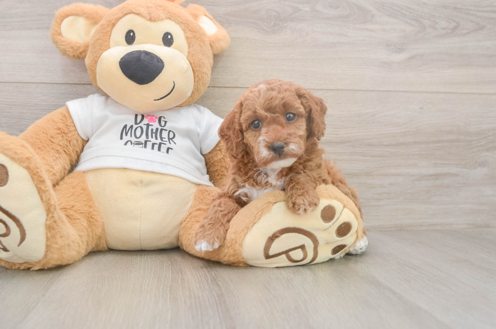 5 week old Poodle Puppy For Sale - Windy City Pups