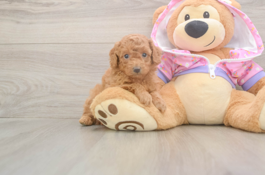 5 week old Poodle Puppy For Sale - Windy City Pups Small Poodle Purebred Pup