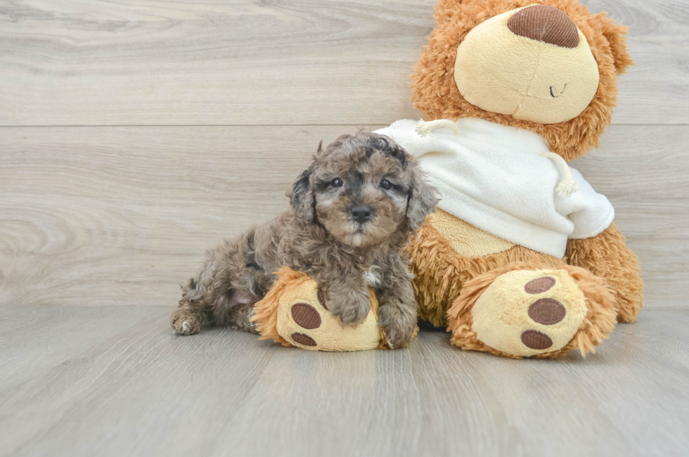 5 week old Poodle Puppy For Sale - Windy City Pups