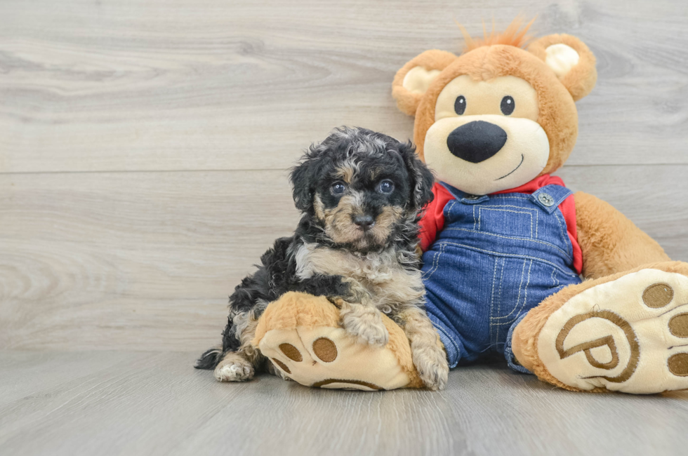 5 week old Poodle Puppy For Sale - Windy City Pups