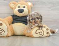 7 week old Poodle Puppy For Sale - Windy City Pups