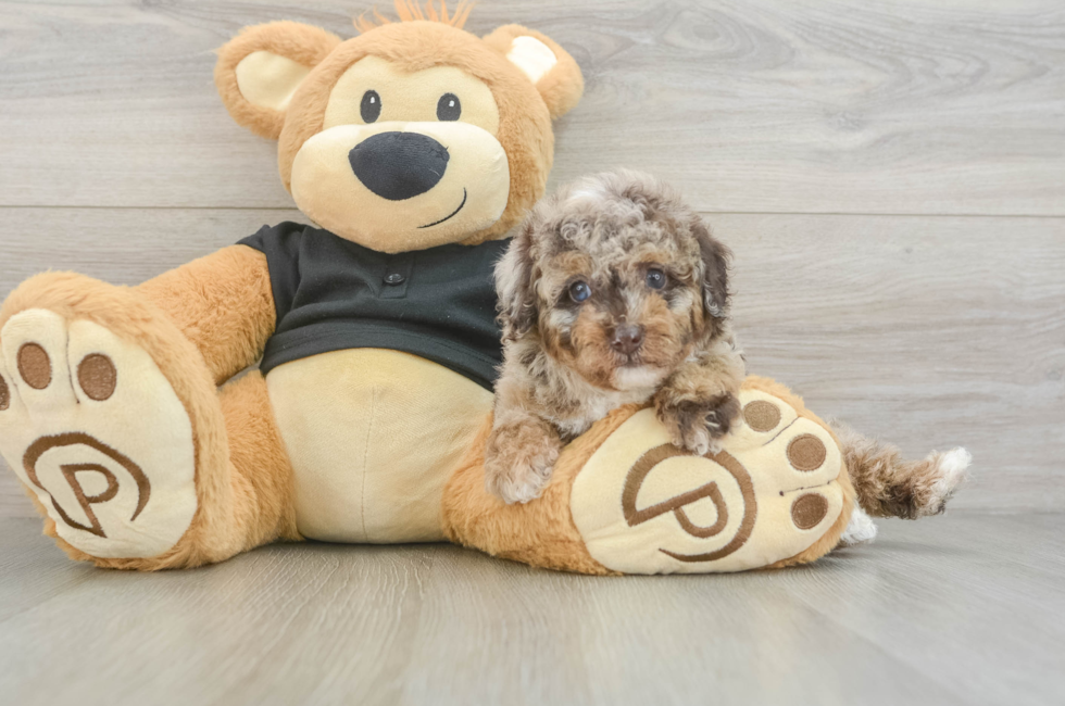 5 week old Poodle Puppy For Sale - Windy City Pups