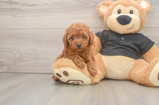 Hypoallergenic Poodle Baby