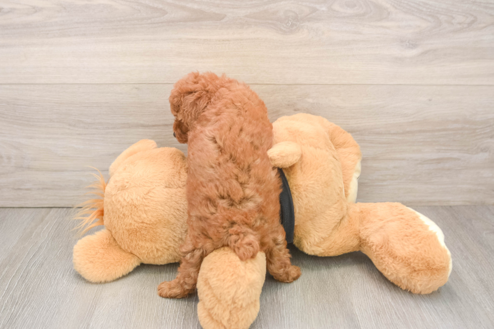 Little Poodle Purebred Pup
