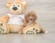 5 week old Poodle Puppy For Sale - Windy City Pups