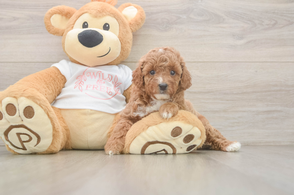 6 week old Poodle Puppy For Sale - Windy City Pups