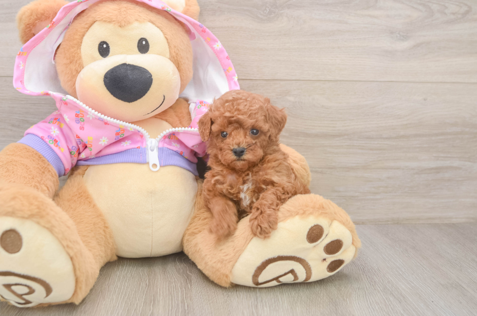 5 week old Poodle Puppy For Sale - Windy City Pups