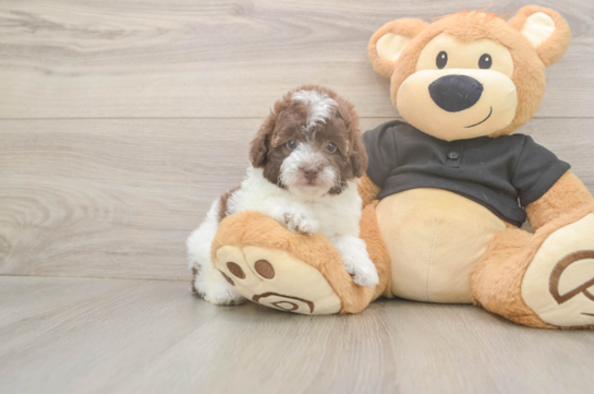 6 week old Poodle Puppy For Sale - Windy City Pups Little Poodle Purebred Pup