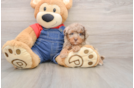 Poodle Puppy for Adoption