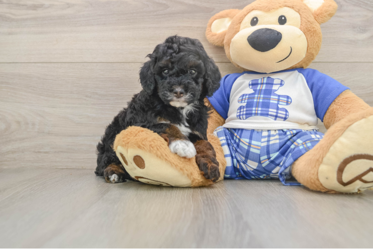 Popular Poodle Purebred Pup