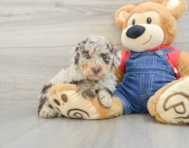 7 week old Poodle Puppy For Sale - Windy City Pups