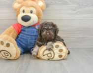 7 week old Poodle Puppy For Sale - Windy City Pups