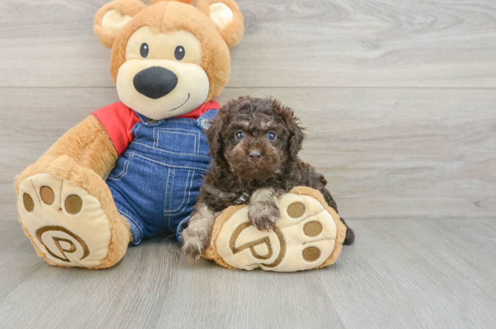 5 week old Poodle Puppy For Sale - Windy City Pups