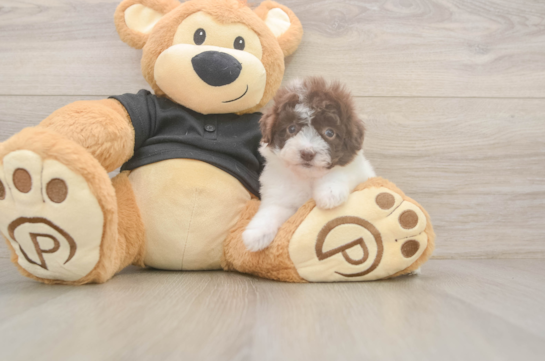 6 week old Poodle Puppy For Sale - Windy City Pups Hypoallergenic Poodle Purebred Pup