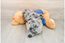 Poodle Puppy for Adoption