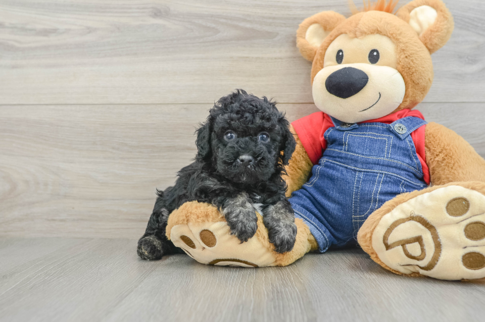 5 week old Poodle Puppy For Sale - Windy City Pups