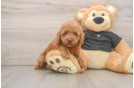 Poodle Pup Being Cute