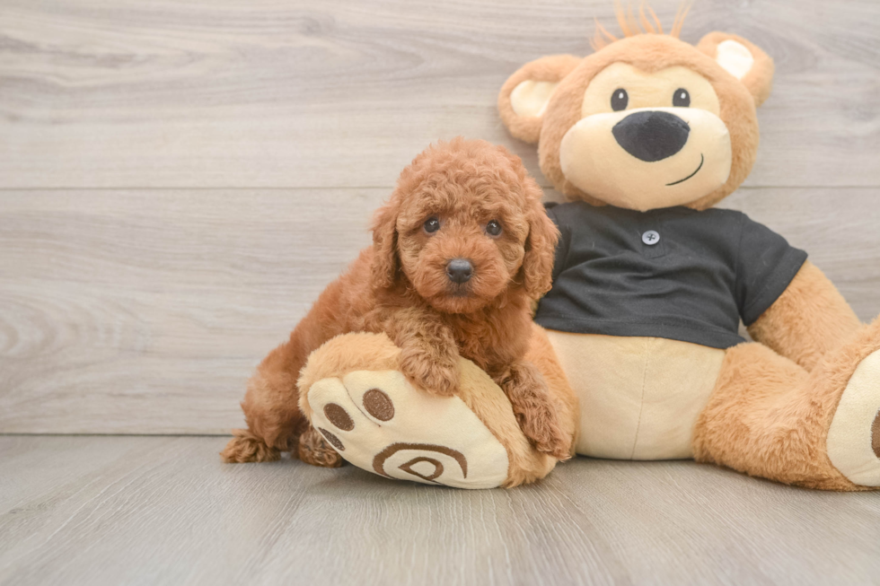 Poodle Pup Being Cute