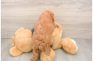 Popular Poodle Baby