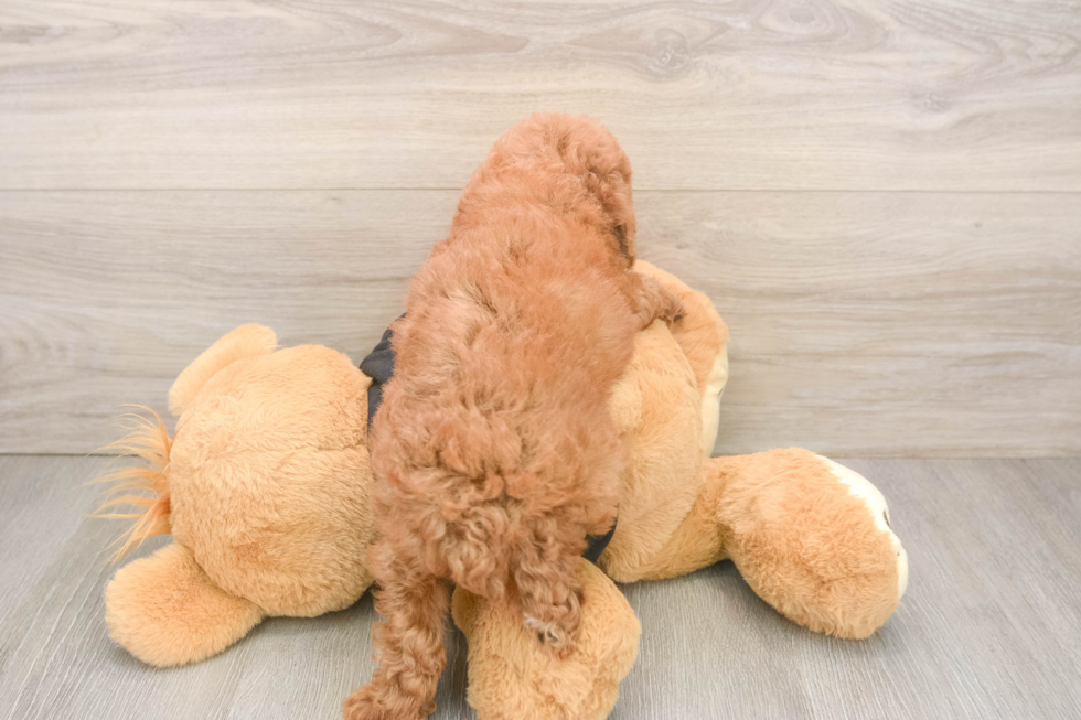 Popular Poodle Baby