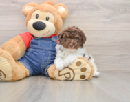 6 week old Poodle Puppy For Sale - Windy City Pups