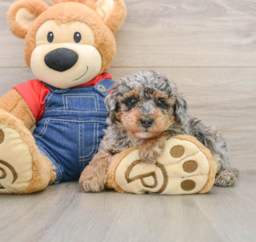 8 week old Poodle Puppy For Sale - Windy City Pups
