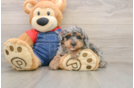 Akc Registered Poodle Purebred Pup