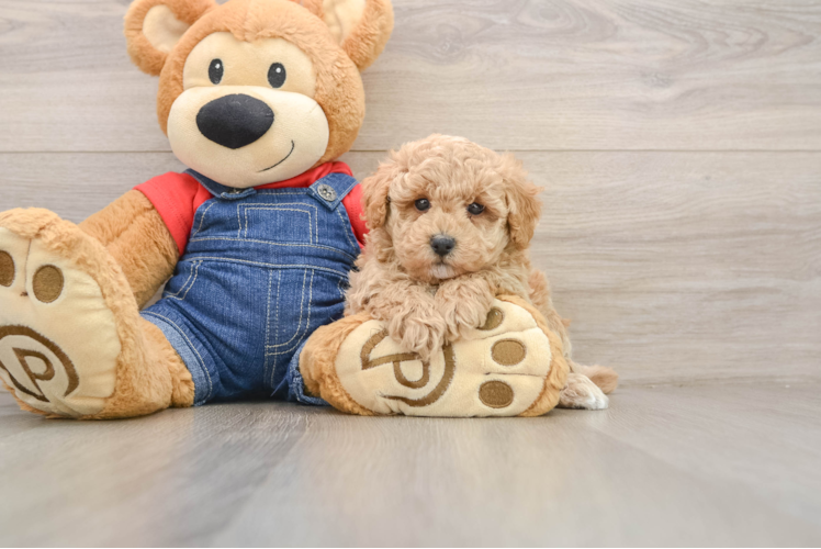 Poodle Pup Being Cute