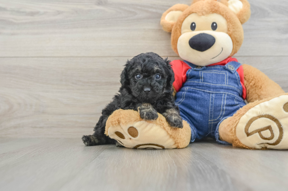 5 week old Poodle Puppy For Sale - Windy City Pups