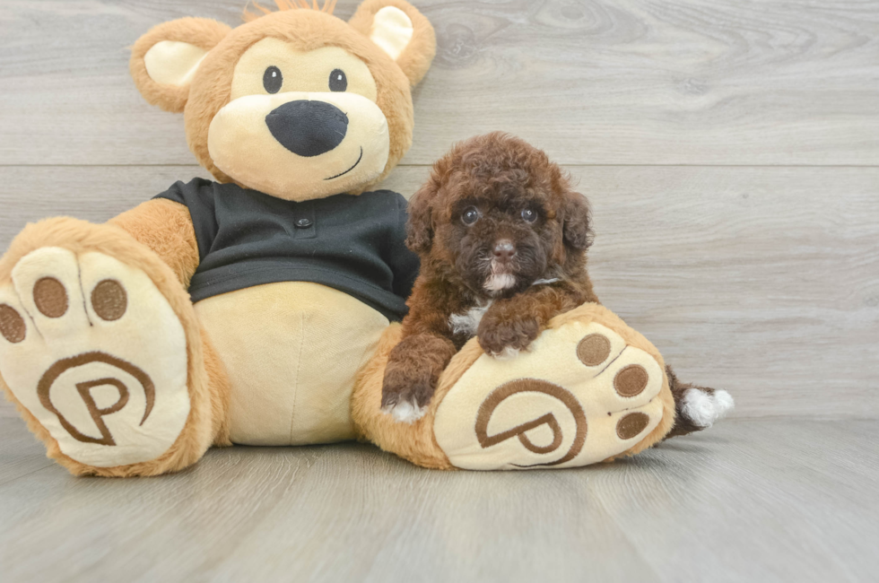 5 week old Poodle Puppy For Sale - Windy City Pups