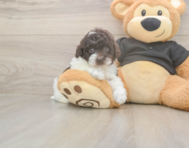 9 week old Poodle Puppy For Sale - Windy City Pups